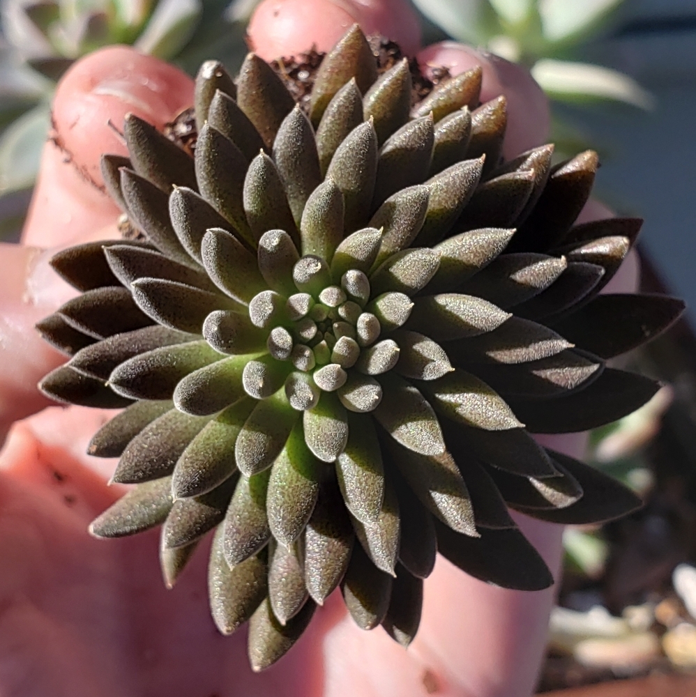 Rare Black Succulent Sinocrassula Echeveria